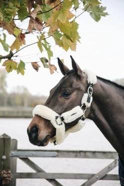 Transport Halter - Faux Fur -Horse Riding - Harness 42502 02 2