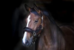 Horse Riding - Harness -Horse Riding - Harness 42504 1