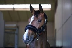 Horse Riding - Harness -Horse Riding - Harness 42504