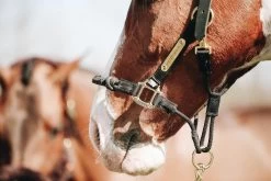 Kentucky Control Halter 5 Kentucky Control Halter -Horse Riding - Harness 42526