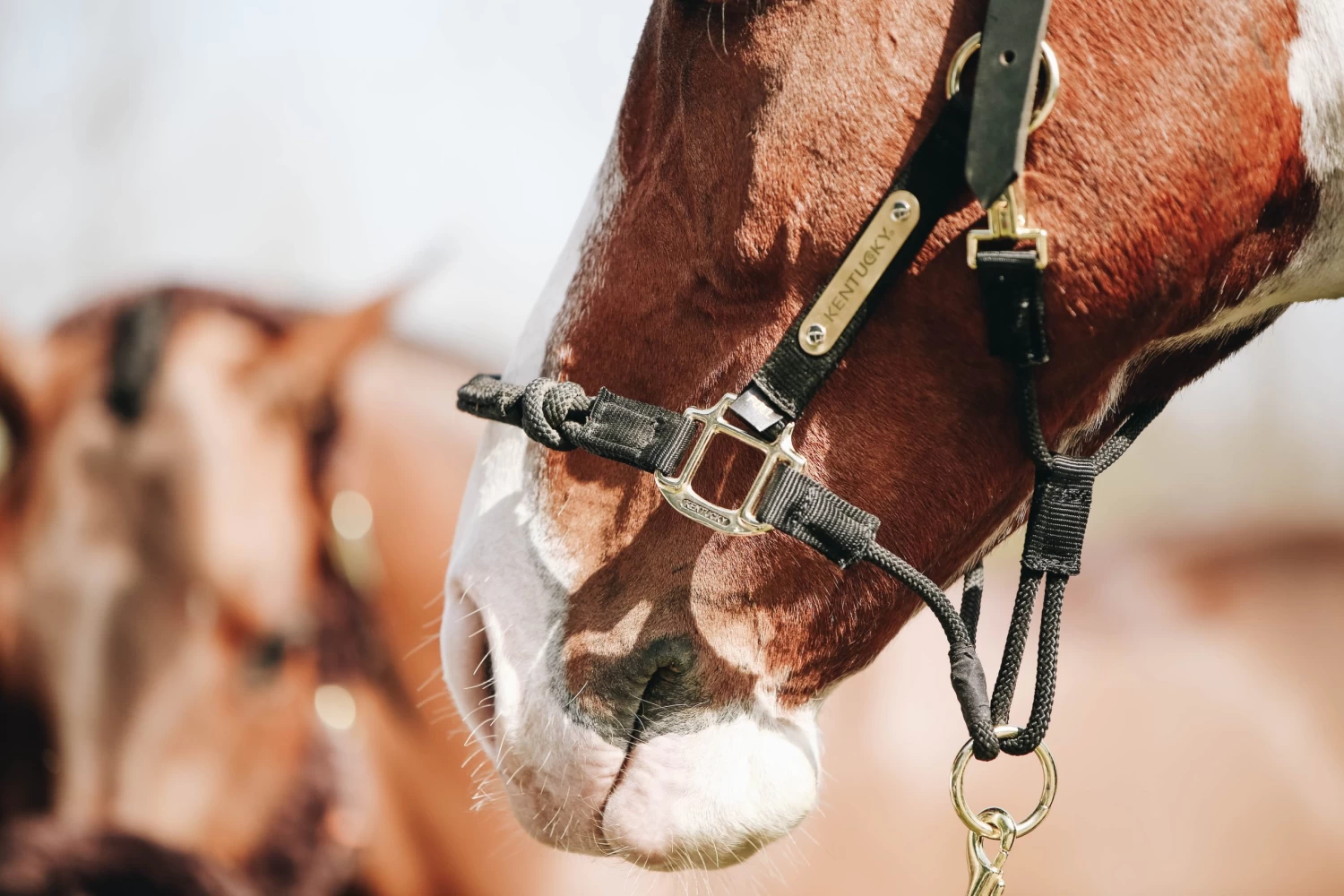 Kentucky Control Halter 4 Kentucky Control Halter - Image 2