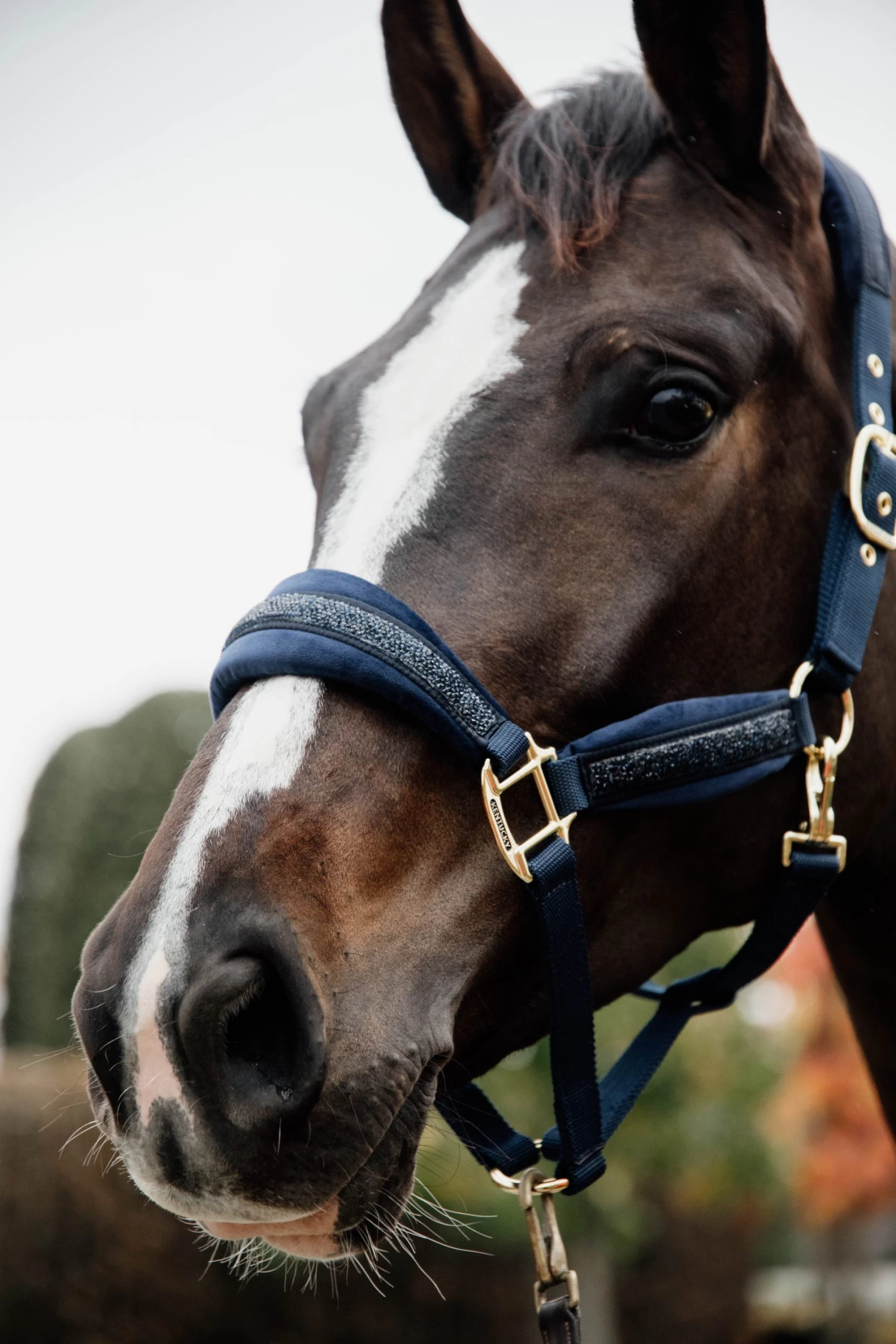 Glitter Halter - Navy 4 Glitter Halter - Navy - Image 2