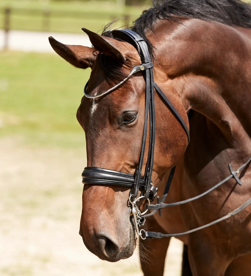 Finesse Double Bridle Cayenne - Black 3 Finesse Double Bridle Cayenne - Black
