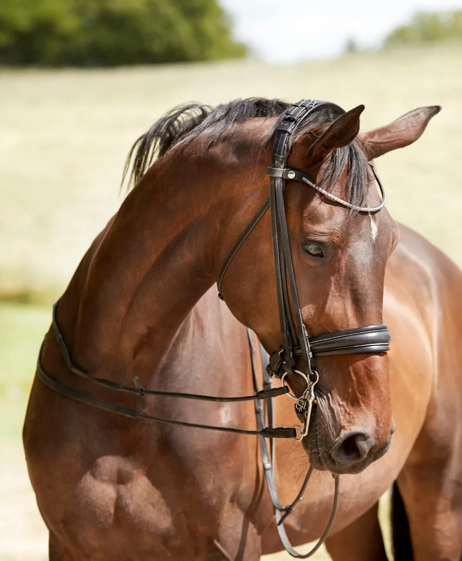 Finesse Double Bridle Cayenne - Black 4 Finesse Double Bridle Cayenne - Black - Image 2