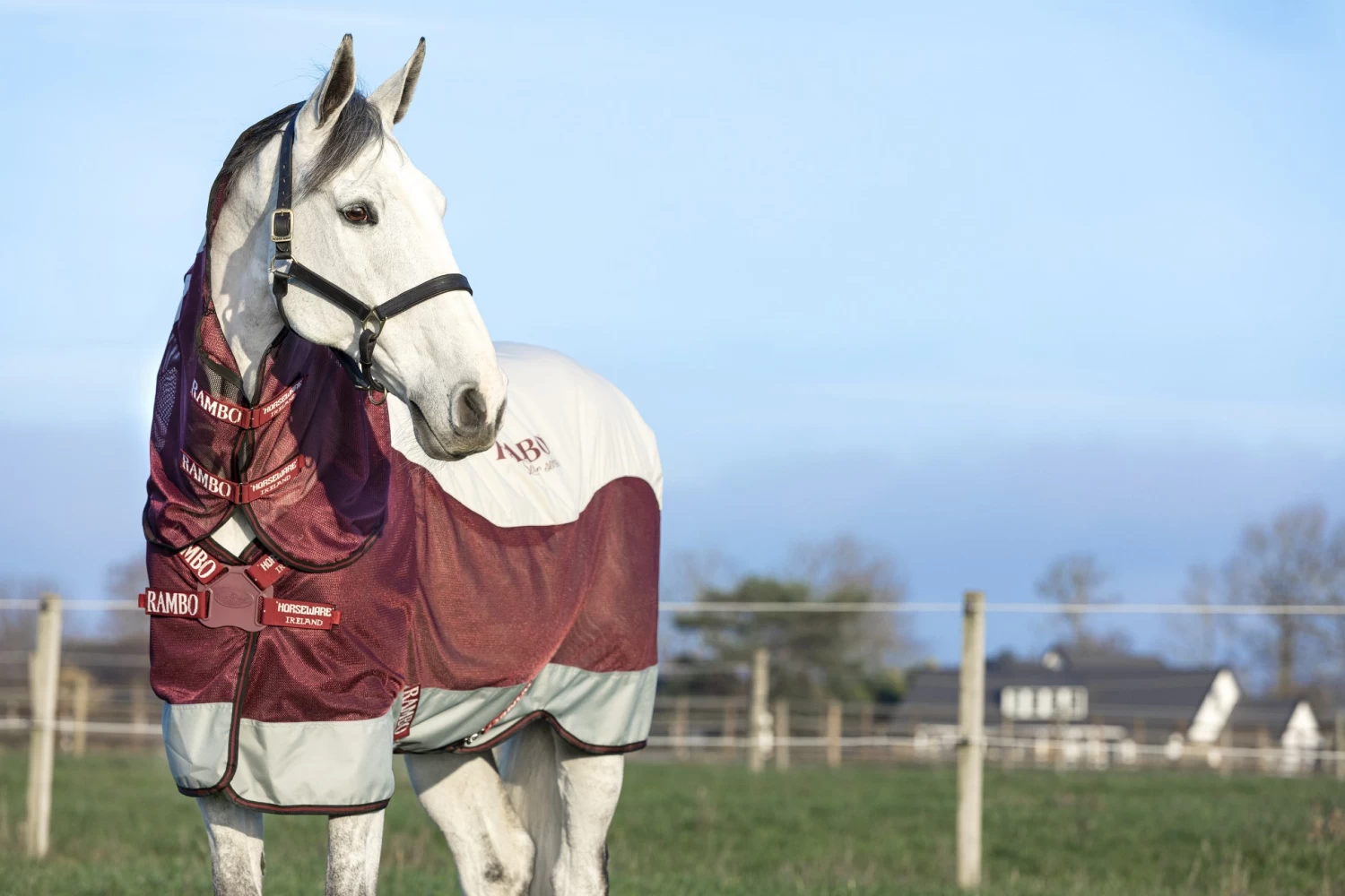 Rambo Summer Series DF - Grey/Burgundy 3 Rambo Summer Series DF - Grey/Burgundy