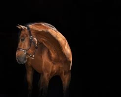 Rambo Micklem Halter - Brown -Horse Riding - Harness HW DHAL8D N000 1