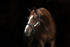 Horse Riding - Harness -Horse Riding - Harness HW DHHF40 B000 2