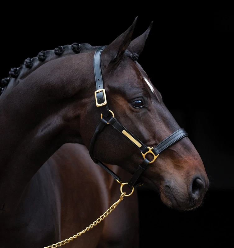 Amigo Leather Halter 4 Amigo Leather Halter - Image 2