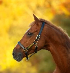 Amigo Leather Halter