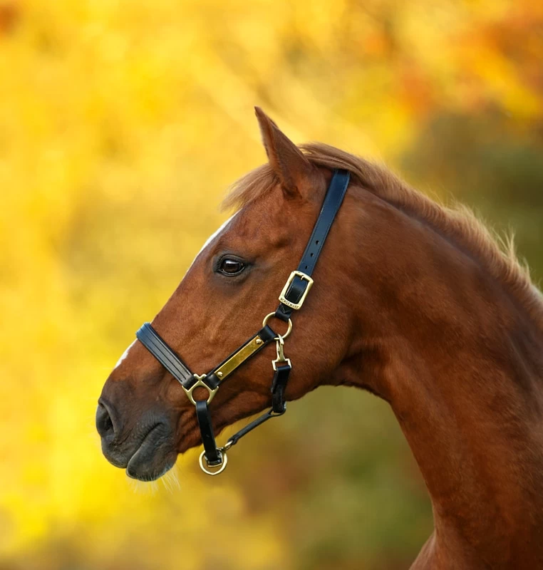 Amigo Leather Halter 3 Amigo Leather Halter