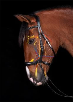 Anatomical Equitus Theta Bridle - Black -Horse Riding - Harness SS 1101 00067B 4 1