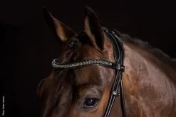 Round Sewn Bridle Westminster - Black -Horse Riding - Harness SS 1101 00071B 2