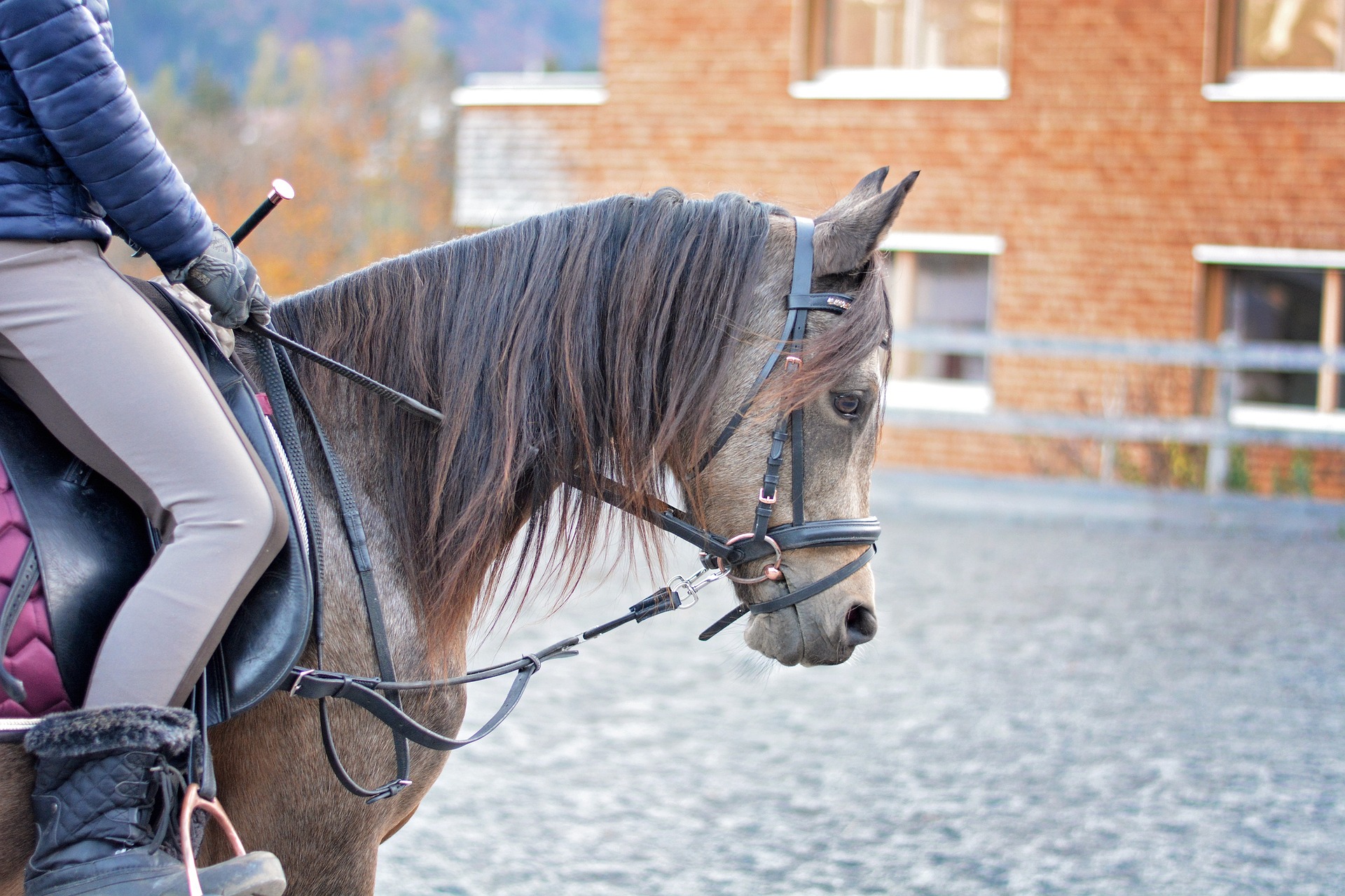 Horse Riding - Harness -Horse Riding - Harness horse 5851947 1920