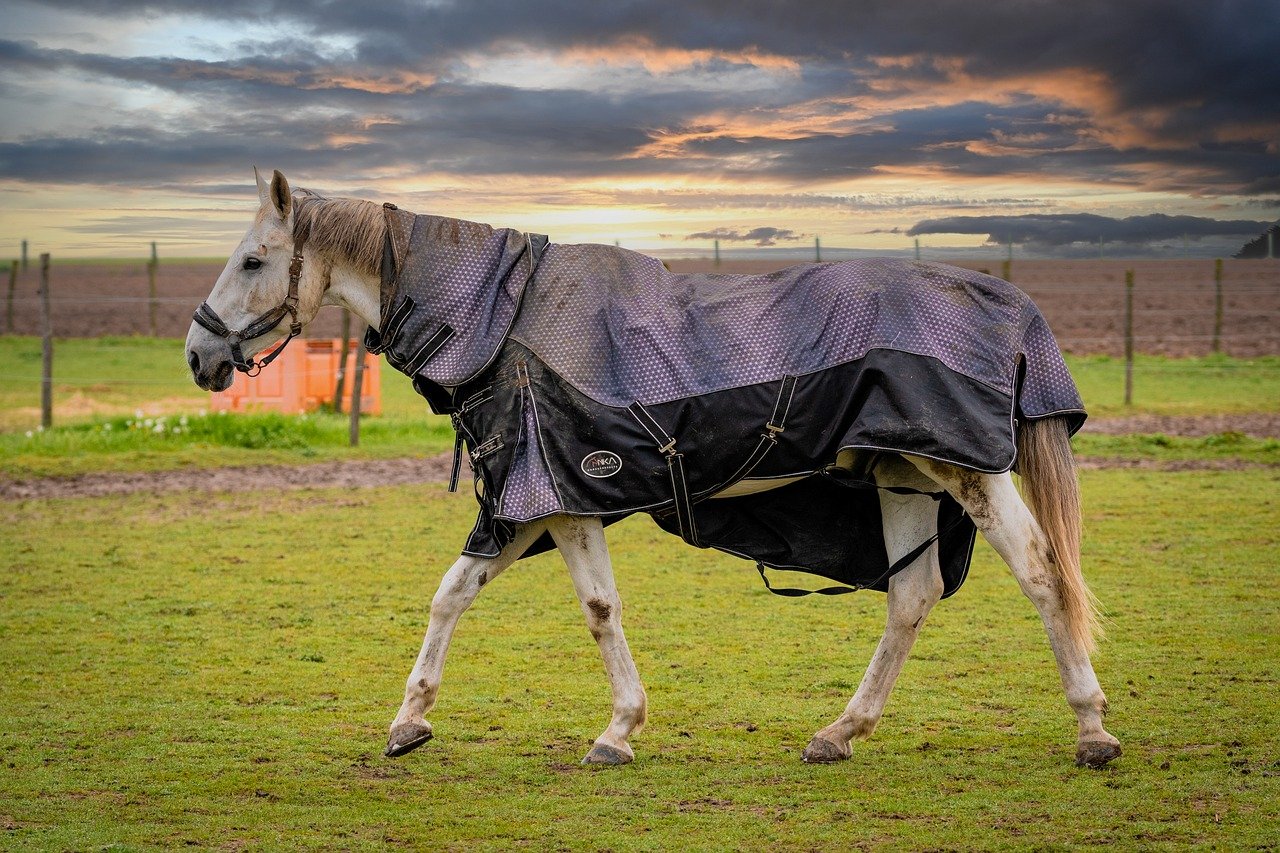 Horse Riding - Harness -Horse Riding - Harness horse 8128868 1280